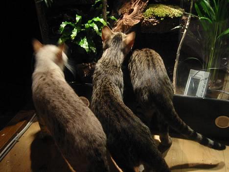 Bengal Bjarkke billede 4