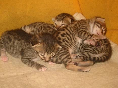 Bengal Bjarkke - ihhhh dejlig sol.. billede 5