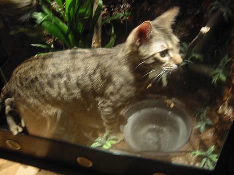 Bengal Bjarkke - Bjarkke og lills mis som tager sig en power nap. billede 6