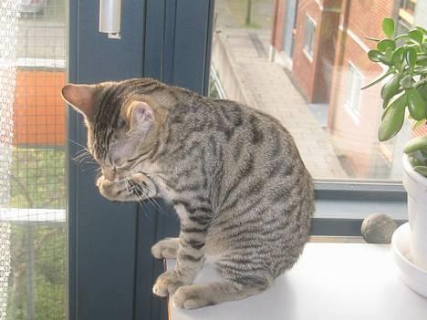 Bengal Bjarkke - så vasker man sig, så man kan blive fin og ren. billede 7