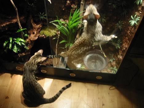 Bengal Bjarkke - ynglings plads, på min mor`s skyd :-D billede 8