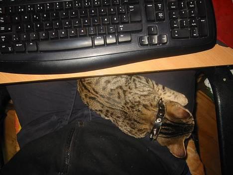 Bengal Bjarkke - Her ligger Bjarkke altid når hans mor sidder foran computeren og logger på kattegalleriet *s* Så går han jo heller ikke glip af noget vel :-p billede 9