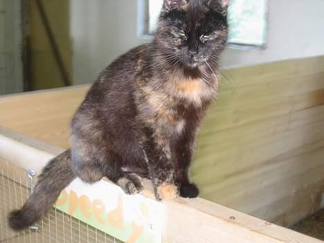 Blanding af racer Kiara - Her er jeg så... Lille smukke mig :)   (25/6-05) billede 1