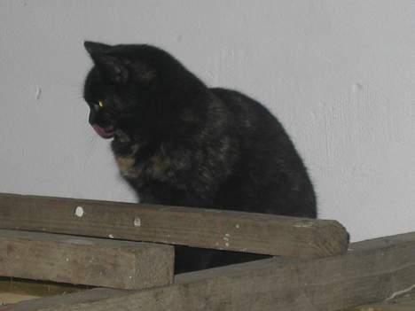 Blanding af racer Kiara - Jeg tror det er en mus, der kravler rundt dernede...  (13/12-04) billede 2