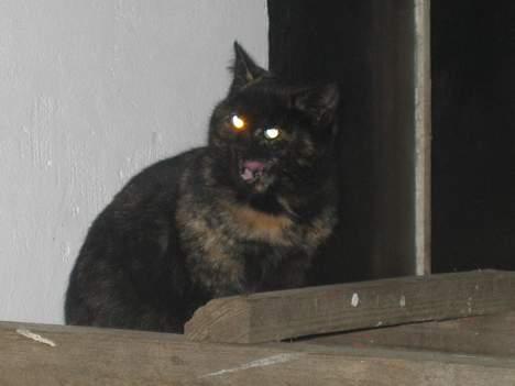 Blanding af racer Kiara - Gaaaab, kan du se mine farlige bisser?!?!?!   (13/12-04) billede 3