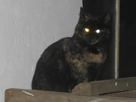 Blanding af racer Kiara - Hvad glor du på?!   (13/12-04) billede 4