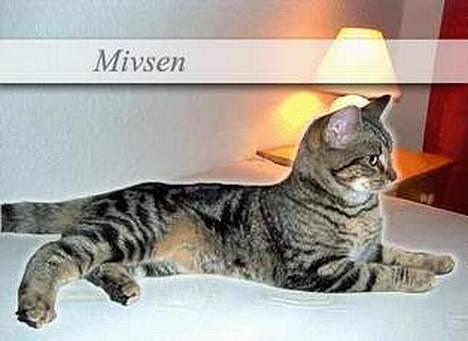 Blanding af racer Mivsen ..  - Hej med jer..Ser jeg ikke bare godt ud ? billede 1