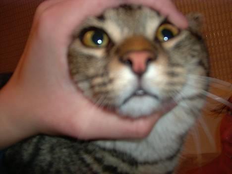 Blanding af racer Mivsen ..  - Hvad er det dog ?  okay lidt sjov skal vi ha.... billede 2