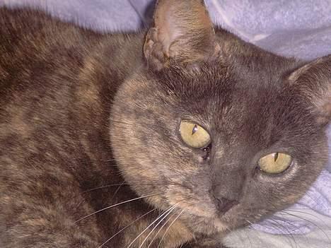 Blanding af racer Cleopatra billede 1