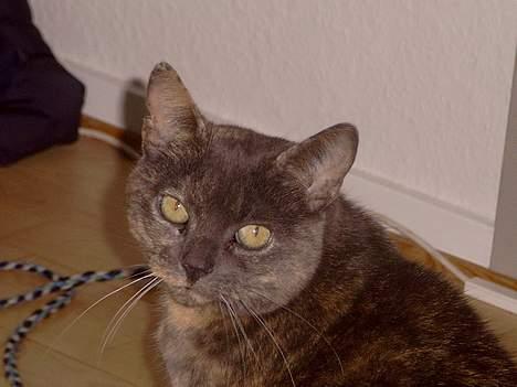 Blanding af racer Cleopatra billede 2