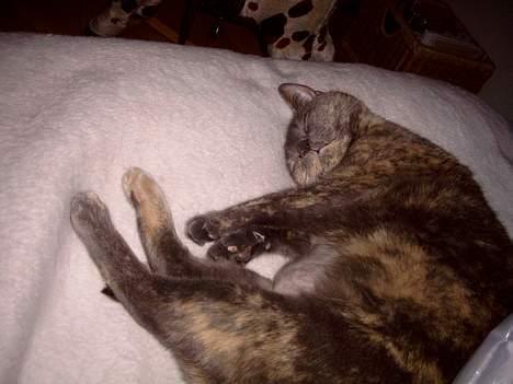 Blanding af racer Cleopatra billede 3