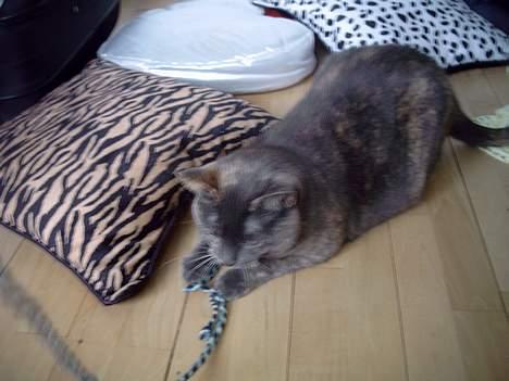 Blanding af racer Cleopatra billede 4