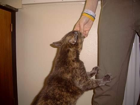 Blanding af racer Cleopatra billede 5