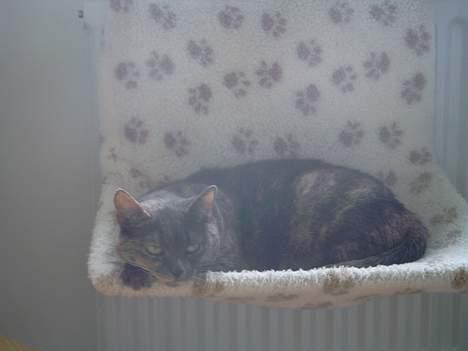 Blanding af racer Cleopatra billede 6