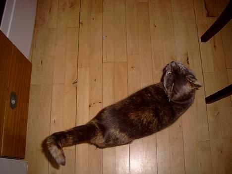 Blanding af racer Cleopatra billede 7