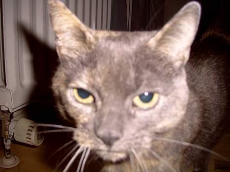 Blanding af racer Cleopatra - Hej hej billede 8