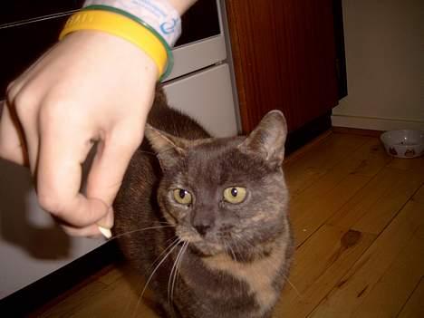 Blanding af racer Cleopatra - hvad er det ? billede 9