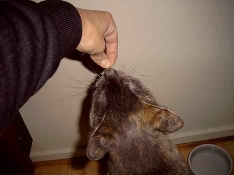 Blanding af racer Cleopatra - nam nam  billede 10