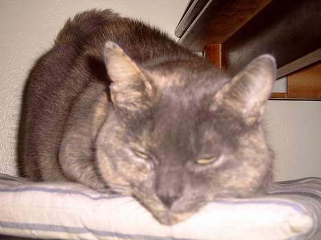 Blanding af racer Cleopatra - afslapning billede 11