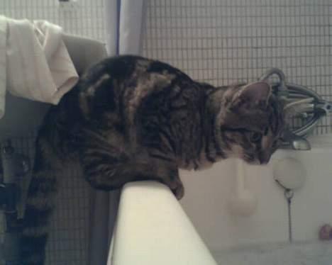 Blanding af racer Mivsen ..  - Mivsen elsker og sidde på badekarrets kant, og kigge ned til den person, som nu er i bad ,, vi havde lige et lille uheld, hvor den ville nærmest kravle op ad forhænget, men dog røg med i vandet.. og blev lidt våd .. det kunne hun godt nok ikke lide ..  billede 3