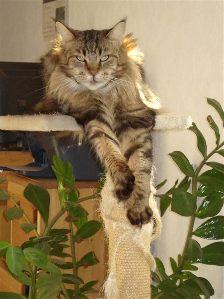 Maine Coon Ally R.I.P - *NYT* Ally 21/8 ´08 billede 2