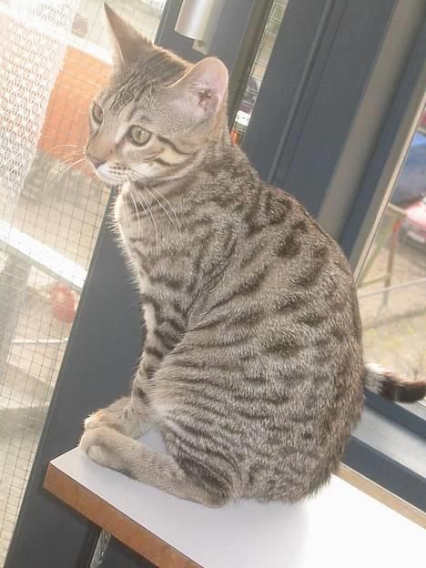 Bengal Bjarkke billede 10