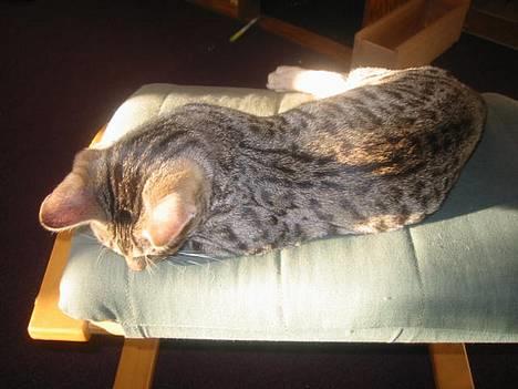 Bengal Bjarkke - Jorden er giftig? billede 11