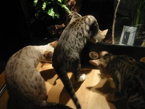 Bengal Bjarkke - spænnende hva billede 12