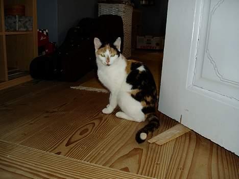 Huskat Bellamiss - Ssmuk zmuk zmukK billede 12