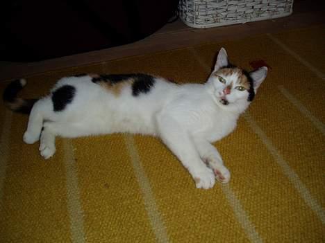 Huskat Bellamiss - kæle-mis ;o) billede 13