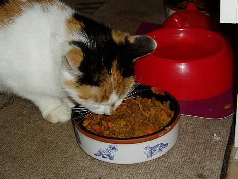 Huskat Bellamiss - nam-nam billede 14