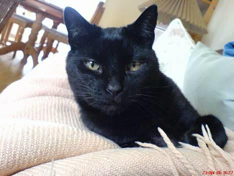 Huskat Simba.  - Gider ikke ligge hos dig hvis du ikke kan ligge stille farmand! billede 14