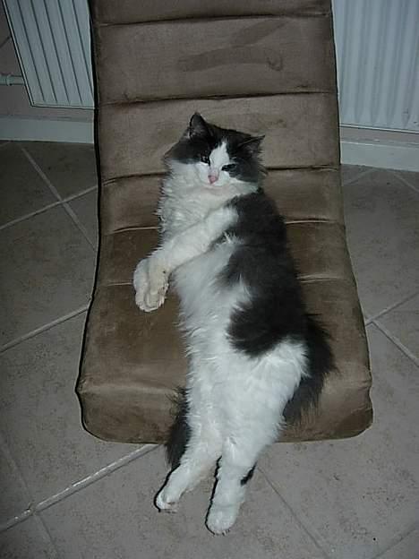 Blanding af racer Gaston billede 4