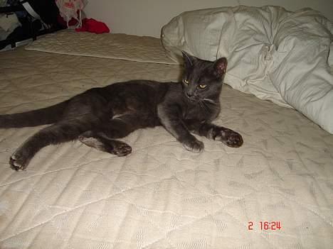 Huskat - Bella - forsvundet :-( billede 15