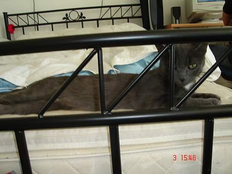 Huskat - Bella - forsvundet :-( billede 16