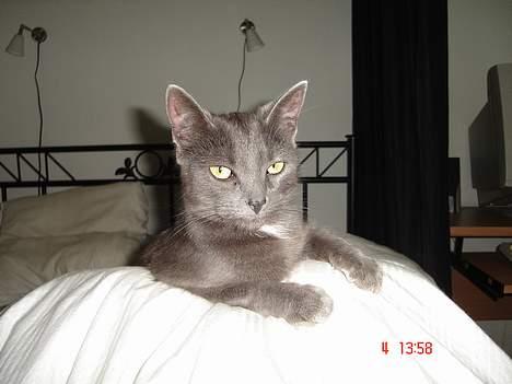 Huskat - Bella - forsvundet :-( billede 17