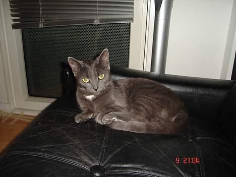 Huskat - Bella - forsvundet :-( billede 18