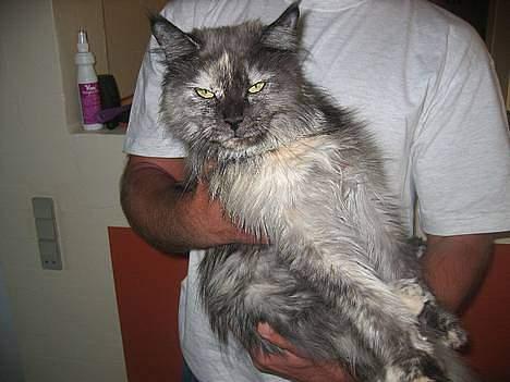 Maine Coon Scar - scares mor milli billede 11