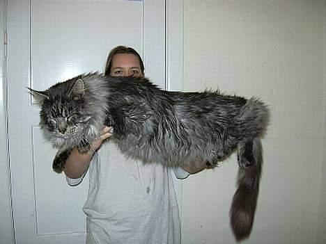 Maine Coon Scar - scares far wulf billede 12