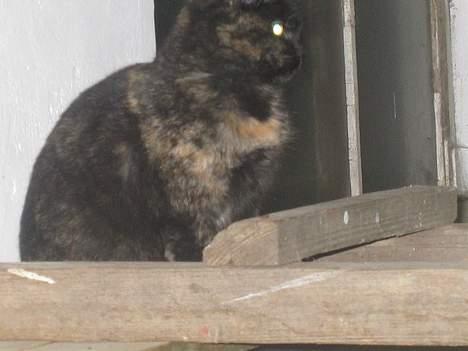 Blanding af racer Kiara - Nu gider jeg altså snart ikke mere...!   (13/12-04) billede 5