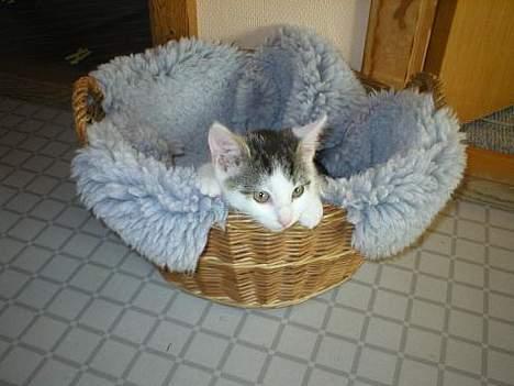 Huskat Miv-pigen - Her er hun okring 8 uger gammel - lidt større end en sodavandsdåse. Hun var på størrelse med en dåse, da jeg fik hende. billede 3