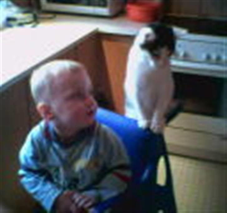 Huskat Miv-pigen - Hey det er min stol billede 4