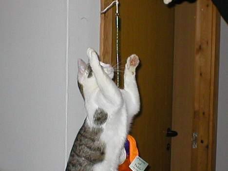 Huskat Miv-pigen - Nej, jeg er _ikk_ helt normal =P billede 5