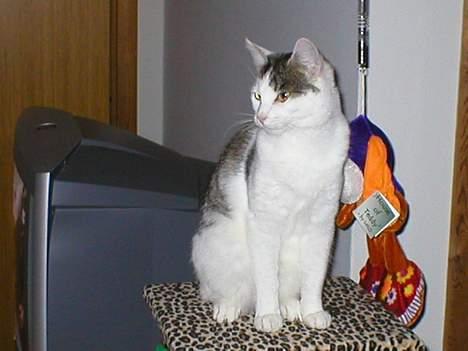 Huskat Miv-pigen - Var der nogen der kaldte? Synes jeg hørte noget om frihedsgudinden! billede 6