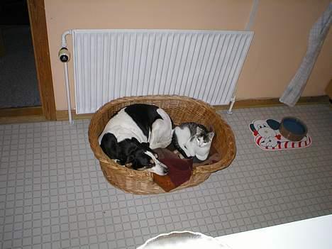 Huskat Miv-pigen - Dejligt med noget tryghed hos min ven. Jeg er jo trods alt ikke så stor :) billede 7