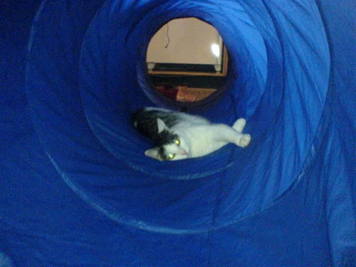 Huskat Miv-pigen - Du får den ikke... billede 8