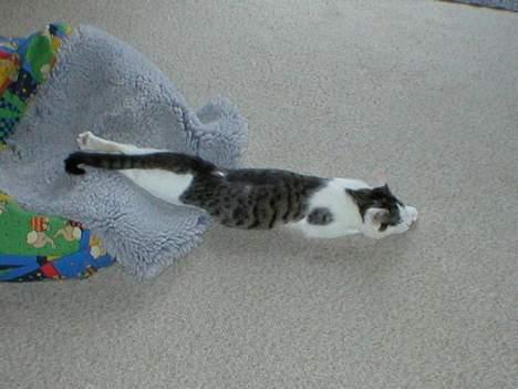 Huskat Miv-pigen - Jeg var på vej op men drattede om kuld igen.... billede 9