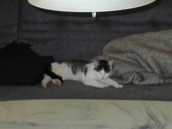 Huskat Miv-pigen billede 10