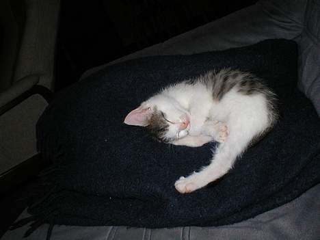 Huskat Miv-pigen - 10 uger gammel og er nu meget fredlig når hun sover billede 11