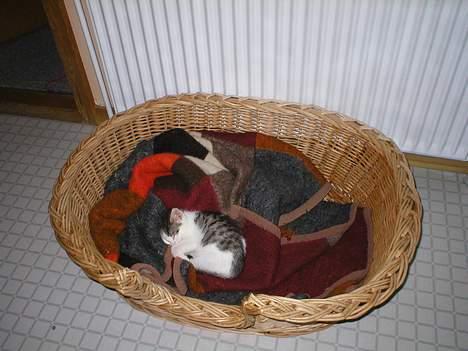 Huskat Miv-pigen - Folk synes at jeg er kær, men jeg er jo heller ikke så stor der billede 12